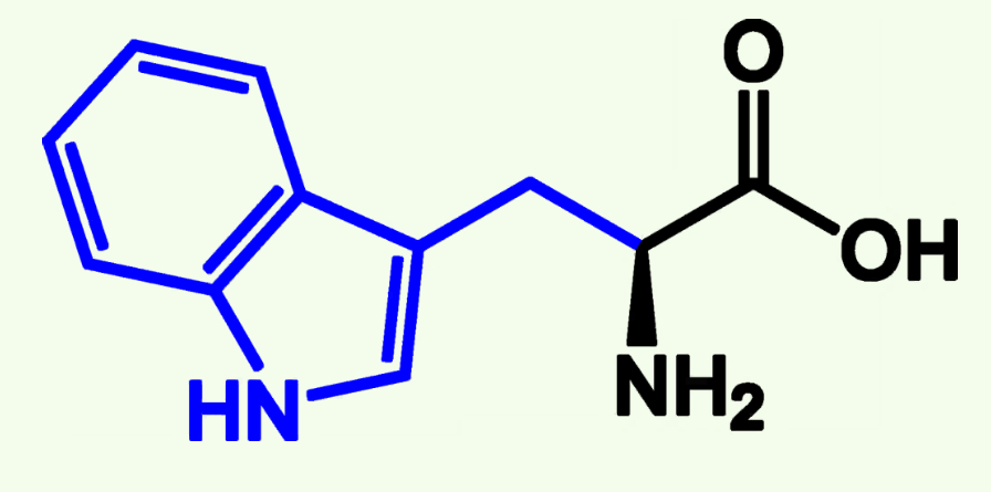 <p>Trp (W)</p><p>Nonpolar</p><p>Aromatic Group</p>