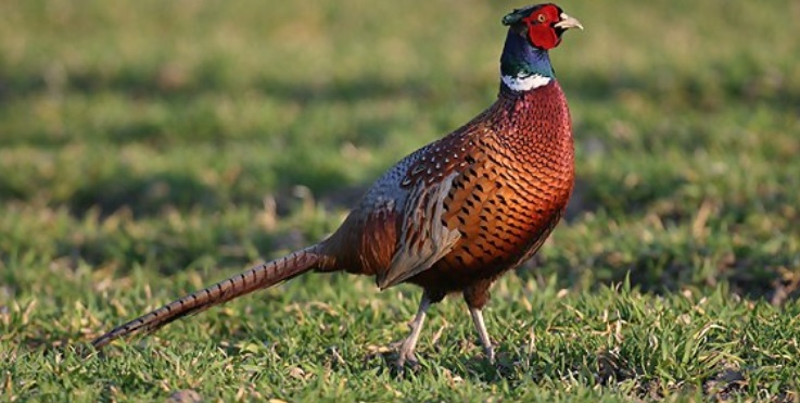 <p>zařaď živočicha do systému</p><p>Třída - řád - čeleď - druh čeština (latina)</p>