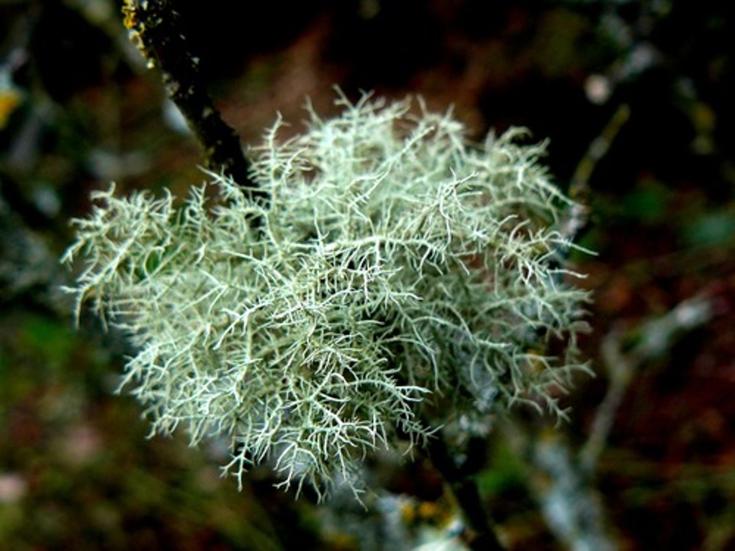 <p>Mutualism between fungi &amp; algae. Algae provides food &amp; fungi provides habitat.</p>