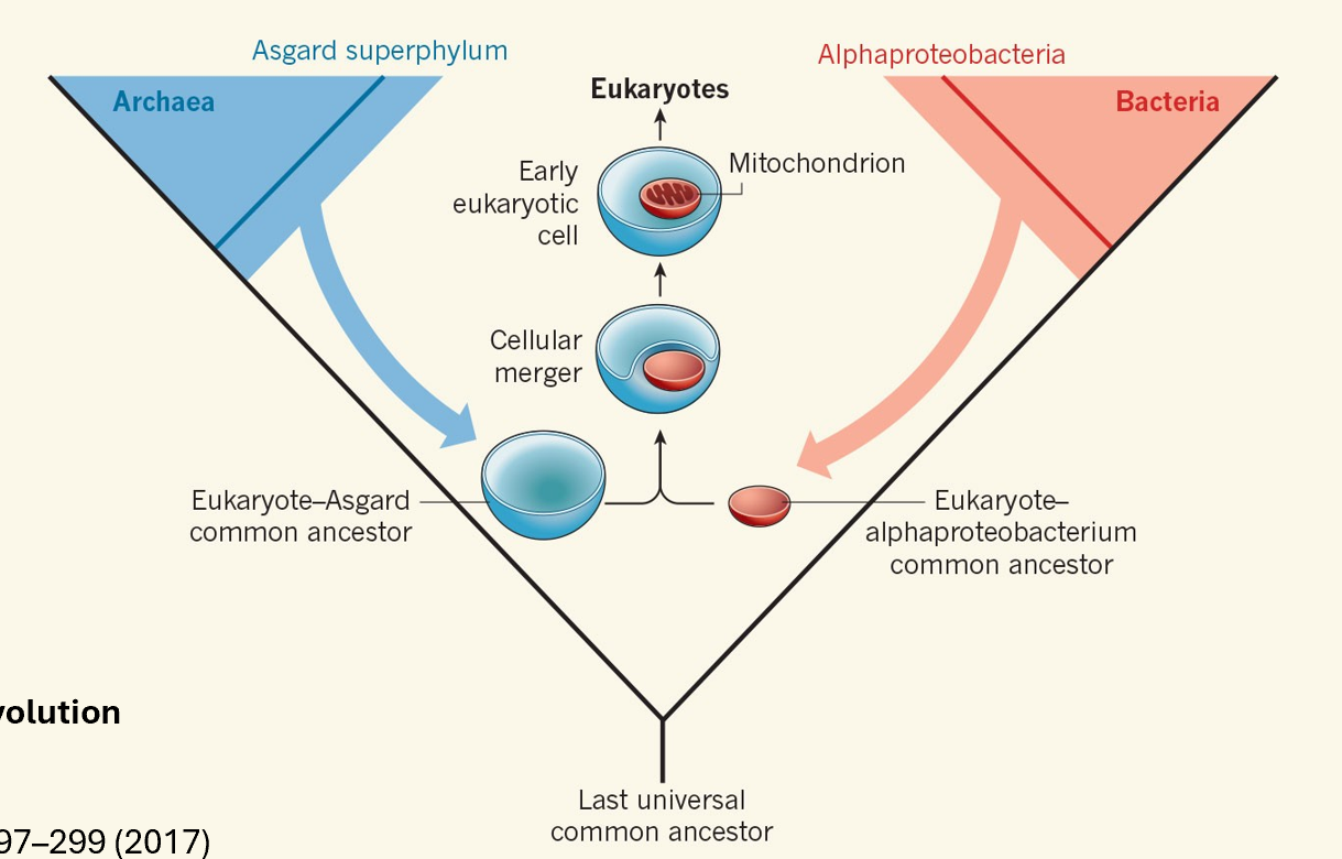<ul><li><p>Eukaryotes merged from bacteria and archaea</p></li><li><p>Most of the genes are found in the nucleus after the fusion</p></li></ul><p></p>