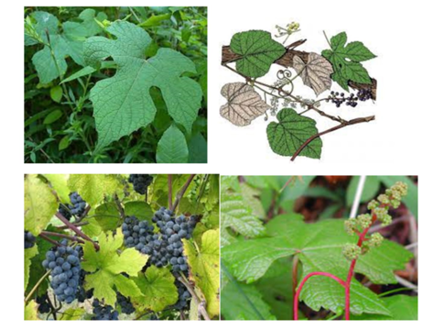 <p>Vitis aestivalis<br>Fruits eaten by birds; climbing provides shelter<br>Native<br>Vine</p>