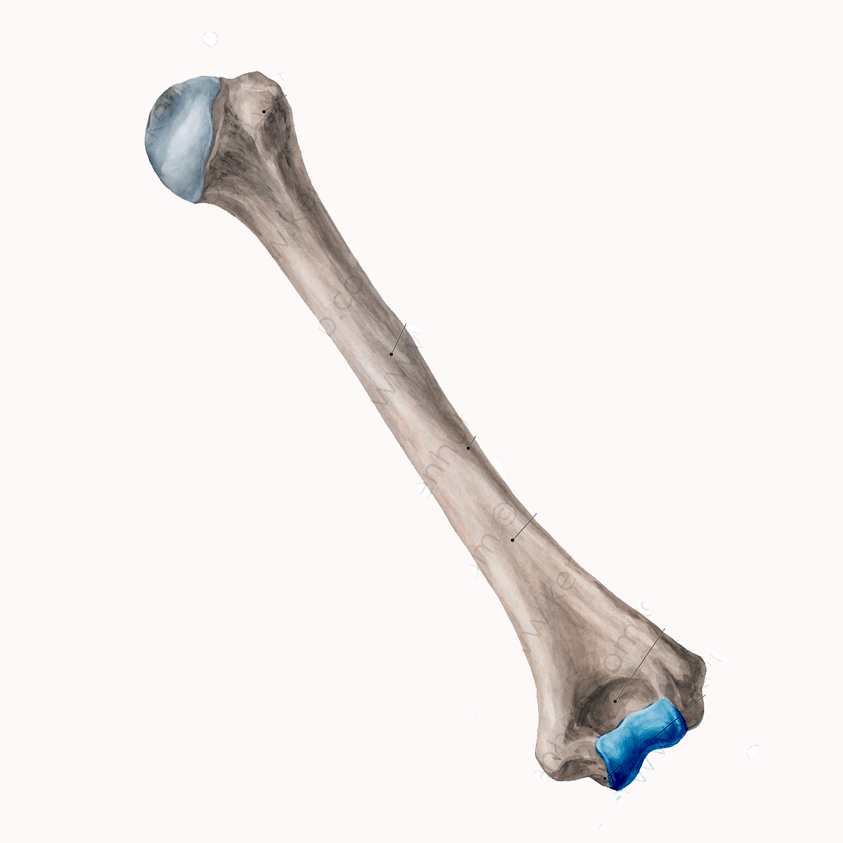 <p>Name the highlighted portion of the humerus</p>