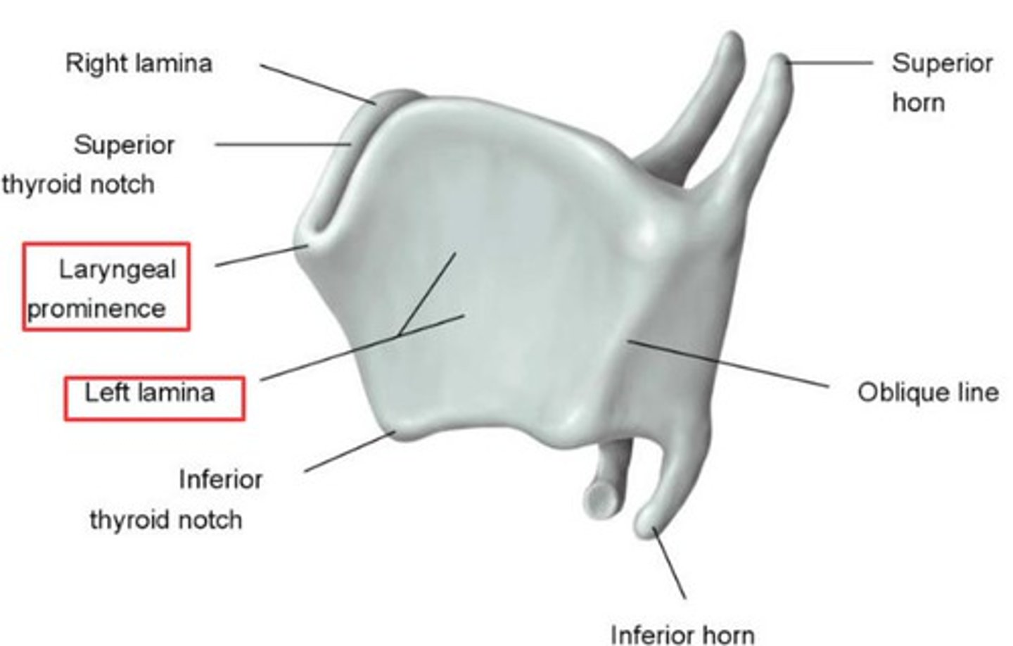 <p>two quadrangular plates that form the thyroid cartilage</p>