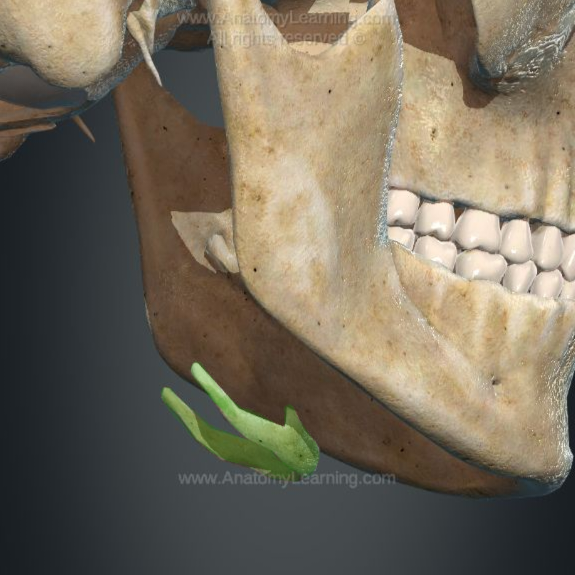 <p>Os hyoideum	  </p>