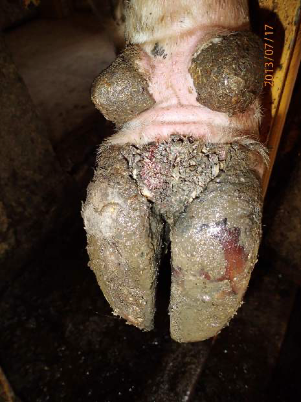 <ul><li><p><span><span>Anaerobic infection are caused by bacteria able to cause infections under circumstances with no to little oxygen.</span></span></p></li></ul><p><span><u><span>Gram-negative anaerobes and some infections that they cause:</span></u><span><br></span><mark data-color="red" style="background-color: red; color: inherit;"><span>● </span></mark><em><mark data-color="red" style="background-color: red; color: inherit;"><span>Bacterioides</span></mark><span> </span></em><span>– neonatal diarrhea, mastitis, abortions in cattle</span></span></p><p><span><mark data-color="red" style="background-color: red; color: inherit;"><span>● </span></mark><strong><em><mark data-color="red" style="background-color: red; color: inherit;"><span>Fuscobacterium</span></mark><span> </span></em></strong><span>– stomatitis in swine, necrotic arthritis in ruminants</span></span></p><p><span><mark data-color="red" style="background-color: red; color: inherit;"><span>● </span></mark><em><mark data-color="red" style="background-color: red; color: inherit;"><span>Porphyromonas</span></mark><span> </span></em><span>– periodontitis, aspiration pneumonia</span></span></p><p><span><mark data-color="red" style="background-color: red; color: inherit;"><span>● </span></mark><em><mark data-color="red" style="background-color: red; color: inherit;"><span>Prevotella </span></mark></em><span>– intra-abdominal infection, infection of soft tissues</span></span></p><p></p><p><span><u><span>Gram positive anaerobes and some infections that they cause:</span></u></span></p><ul><li><p><span><em><mark data-color="red" style="background-color: red; color: inherit;"><span>Actinomyces</span></mark><span> </span></em><span>– infectious of heard and neck, abdominal infection, aspiration pneumonia</span></span></p></li><li><p><span><em><mark data-color="red" style="background-color: red; color: inherit;"><span>Clostridium</span></mark><span> </span></em><span>– phlegomonous gastritis, necrotic enteritis, toxicosis</span></span></p></li><li><p><span><em><mark data-color="red" style="background-color: red; color: inherit;"><span>Peptostreptococcus</span></mark><span> </span></em><span>– orqal, respiratory and intra-abdominal infections</span></span></p></li><li><p><span><strong><em><mark data-color="red" style="background-color: red; color: inherit;"><span>Bacillus</span></mark><span> </span></em><span>(facultative anaerobes) – anthrax</span></strong></span></p></li></ul><p></p><p><strong><u>Footrot</u></strong></p><p><strong>Caused by:</strong></p><ul><li><p><span><em><mark data-color="red" style="background-color: red; color: inherit;"><span>Bacteroides nodosus</span></mark><span> – </span></em><span>Sheep and cattle </span></span></p></li><li><p><span><em><span>B. melaninogenicus</span></em></span></p></li><li><p><span><em><mark data-color="red" style="background-color: red; color: inherit;"><span>Fusobacterium necrophorum </span></mark></em><span>– Cattle</span></span></p></li></ul><p></p><p><strong>Susceptible species:</strong></p><ul><li><p><span><mark data-color="red" style="background-color: red; color: inherit;"><span>Sheep and cattle</span></mark><span>, all ages, worldwide</span></span></p></li></ul><p></p><p><strong>Transmission:</strong></p><ul><li><p><span><span>Introduction from neighboring flocks, </span><mark data-color="red" style="background-color: red; color: inherit;"><span>direct and indirect transmission.</span></mark></span></p></li><li><p><span><span>Reservoirs are </span><mark data-color="red" style="background-color: red; color: inherit;"><span>subclinical</span></mark><span> or chronically infected.</span></span></p></li></ul><p></p><p><strong>Epizootology:</strong></p><ul><li><p><span><span>It is a </span><mark data-color="red" style="background-color: red; color: inherit;"><span>seasonal disease,</span></mark><span> more common during </span><mark data-color="red" style="background-color: red; color: inherit;"><span>summer and wet conditions</span></mark></span></p></li></ul><p></p><p><strong>Clinical signs:</strong></p><ul><li><p><span><span>It is an </span><mark data-color="red" style="background-color: red; color: inherit;"><span>infectious pododermatitis</span></mark></span></p></li><li><p><span><span>Lameness</span></span></p></li><li><p><span><span>Pain</span></span></p></li><li><p><span><mark data-color="red" style="background-color: red; color: inherit;"><span>Rotting odor </span></mark><span>of the affected parts of the body</span></span></p></li><li><p><span><mark data-color="red" style="background-color: red; color: inherit;"><span>Lesions seen in interdigital skin</span></mark><span>, can spread to the sole</span></span></p></li></ul><p><mark data-color="red" style="background-color: red; color: inherit;">Pathology:</mark></p><ul><li><p><span><span>Accompanying pathogens </span><mark data-color="red" style="background-color: red; color: inherit;"><span>(Fusobacterium) produce leukotoxins that protect </span></mark><em><mark data-color="red" style="background-color: red; color: inherit;"><span>Bacterioides </span></mark></em><mark data-color="red" style="background-color: red; color: inherit;"><span>from phagocytosis.</span></mark></span></p></li></ul><p></p><p><strong>Diagnosis:</strong></p><ul><li><p><span><span>Clinical examination,</span><mark data-color="red" style="background-color: red; color: inherit;"><span> lesions and odor.</span></mark></span></p></li><li><p><span><span>Based on a scoring system</span></span></p></li></ul><p><strong>Treatment</strong></p><ul><li><p><span><mark data-color="red" style="background-color: red; color: inherit;"><span>Footbath</span></mark><span> with 10% zinc sulphate and </span><mark data-color="red" style="background-color: red; color: inherit;"><span>ATB</span></mark></span></p></li></ul><p><span><strong><span>Prevention</span></strong></span></p><ul><li><p><span><span>quarantine of newly introduced animals, clinical examination of new animals, </span><mark data-color="red" style="background-color: red; color: inherit;"><span>vaccination,</span></mark><span> suitable zoohygienic conditions, restriction of contact with herds with an unknown health situation.</span></span></p></li></ul><p></p><p><span><strong><u><span>Necrobacillosis</span></u></strong></span></p><p><span><strong><em><span>Caused by:</span></em></strong></span></p><ul><li><p><span><em><mark data-color="red" style="background-color: red; color: inherit;"><span>Fuscobacterium necrophorum</span></mark></em><span> → cause mixed infections</span></span></p></li></ul><p><strong>Susceptible species:</strong></p><ul><li><p><span><span>Member of </span><mark data-color="red" style="background-color: red; color: inherit;"><span>normal human and animal flora</span></mark><span> of the mouth, gastrointestinal tract and urogenital tract.</span></span></p></li></ul><p><strong>Transmission:</strong></p><ul><li><p><span><span>Animal without clinical signs.</span></span></p></li><li><p><span><span>Associated with </span><mark data-color="red" style="background-color: red; color: inherit;"><span>bucket feeding,</span></mark><span> where buckets are contaminated with faeces.</span></span></p></li><li><p><span><span>Bacteria </span><mark data-color="red" style="background-color: red; color: inherit;"><span>enter through abrasions in the mucosa of the pharynx and larynx</span></mark></span></p></li></ul><p></p><p><span><strong><span>Necrobacillosis in cattle</span></strong></span></p><ol><li><p><span><strong><mark data-color="red" style="background-color: red; color: inherit;"><span>Calf diptheria</span></mark></strong></span></p></li></ol><ul><li><p><span><span>Necrotic laryngitis in cattle. </span></span></p></li><li><p><span><span>Bacterial infection of pharynx and larynx</span></span></p></li></ul><p><span><mark data-color="purple" style="background-color: purple; color: inherit;"><span>o Oral form:</span></mark></span></p><p><span><span>→ foul smelling ulceration</span></span></p><p><span><mark data-color="red" style="background-color: red; color: inherit;"><span>→ swelling of the cheek and pharyngeal region</span></mark></span></p><p><span><mark data-color="red" style="background-color: red; color: inherit;"><span>→ d</span></mark></span><mark data-color="red" style="background-color: red; color: inherit;"><span>eep ulcers on the tongue, palate and inside of cheeks</span></mark></p><p><span><span>→ high temperature</span></span></p><p><span><span>→ coughing</span></span></p><p><span><span>→ loss of appetite</span></span></p><p><span><span>→ pneumonia</span></span></p><p><span><mark data-color="purple" style="background-color: purple; color: inherit;"><span>o Laryngeal form:</span></mark></span></p><p><span><span>→ coughing</span></span></p><p><span><span>→ moist and painful</span></span></p><p><span><span>→ high temperature</span></span></p><p><span><span>→ loss of appetite and depression</span></span></p><p><span><mark data-color="red" style="background-color: red; color: inherit;"><span>→ difficult breathing, chewing and swallowing</span></mark></span></p><p><span><span>→ pneumonia.</span></span></p><p><span><strong><mark data-color="red" style="background-color: red; color: inherit;"><span>2. Footrot in cattle</span></mark></strong><span> (mixed infection with </span><em><span>bacteroides nodosus</span></em><span>)</span></span></p><p><span><strong><mark data-color="red" style="background-color: red; color: inherit;"><span>3. Necrobacillosis after abortion</span></mark></strong></span></p><p><span><strong><mark data-color="red" style="background-color: red; color: inherit;"><span>4. Necrobaciollsis of umbilical cord</span></mark></strong></span></p><p></p><p></p><p><span><strong><span>Necrobacillosis in sheep</span></strong></span></p><ul><li><p><span><span>Footrot in sheep</span></span></p></li><li><p><span><span>Lamb diptheria</span></span></p></li><li><p><span><span>Omphalophlebitis in lamb</span></span></p></li></ul><p></p><p><span><strong><span>Necrobacillosis in pigs</span></strong></span></p><ul><li><p><span><span>Piglets dysentery</span></span></p></li><li><p><span><span>Footrot in pigs</span></span></p></li><li><p><span><span>Necrobacillosis of pig`s snout and head skin</span></span></p></li><li><p><span><span>Necronbacillosis of mammary gland in sow</span></span></p></li></ul><p></p><p><span><strong><span>Treatment:</span></strong></span></p><ul><li><p><span><mark data-color="red" style="background-color: red; color: inherit;"><span>Systemic ATB</span></mark></span></p></li></ul><p></p><p></p>