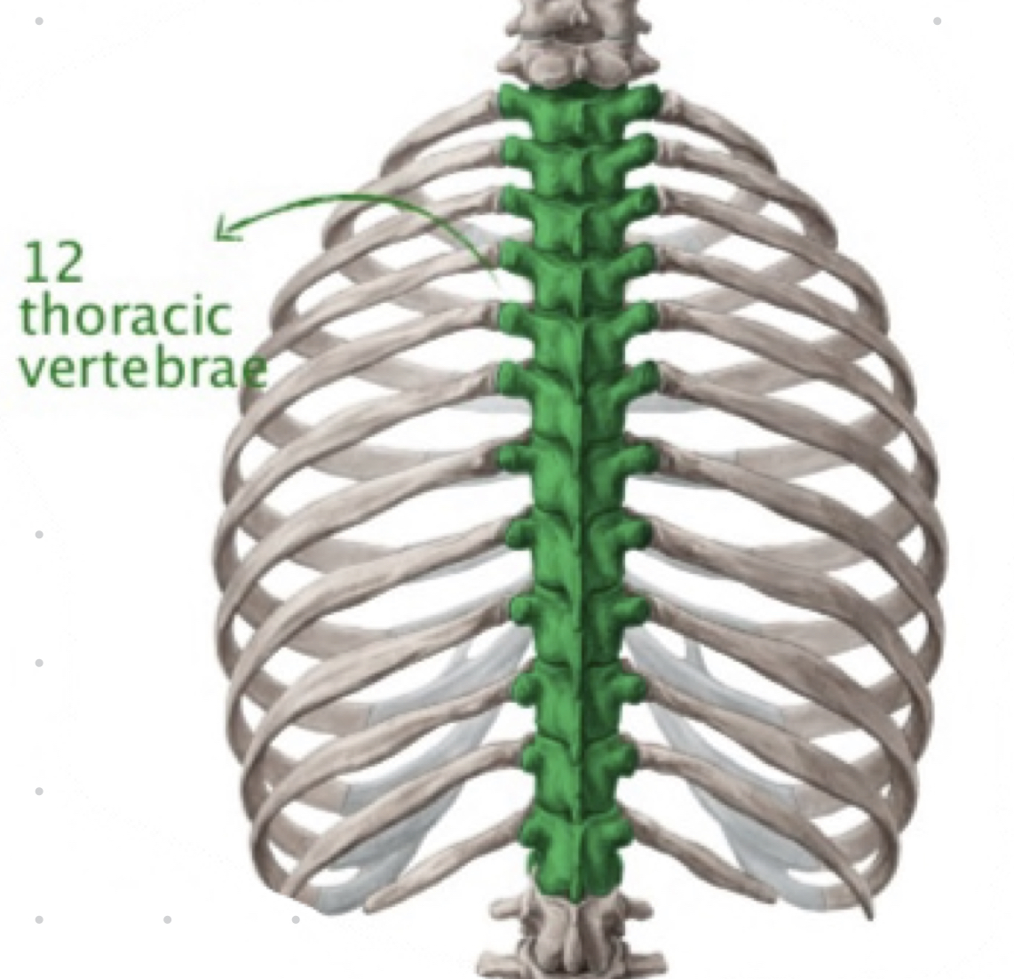 <ul><li><p>12, heart-shaped bodies</p></li><li><p>T1-T12 have demifacets for articulation with ribs</p></li><li><p><u>spinous process long and point inferiorly, help stop hyperextension</u></p></li><li><p>rotation with limited flexion and extension</p></li></ul>