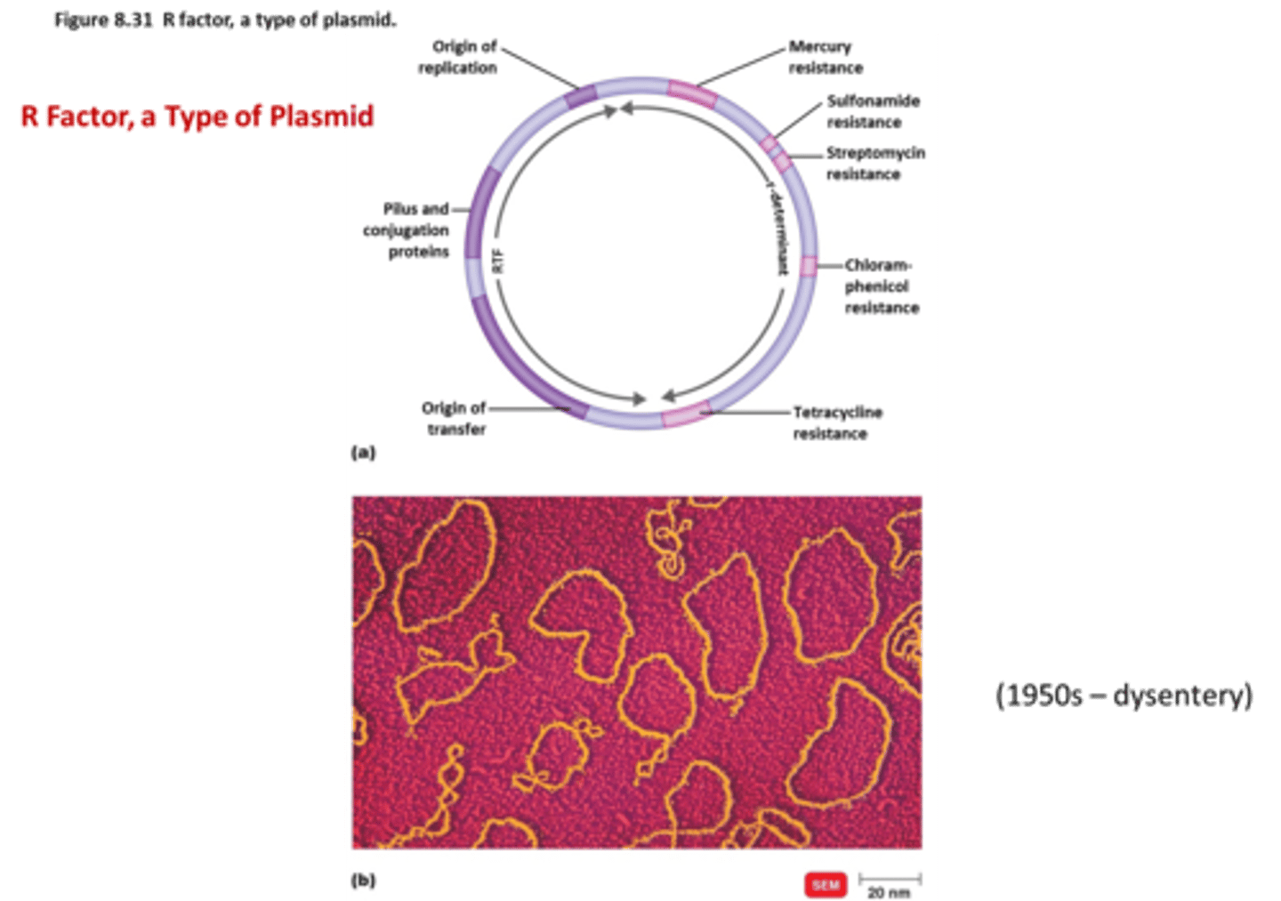 <p>This plasmid has the genes for resistance of multiple antibiotics , heavy metals, or virulence factors and this allows for the transfer of drug resistance between bacteria.</p>
