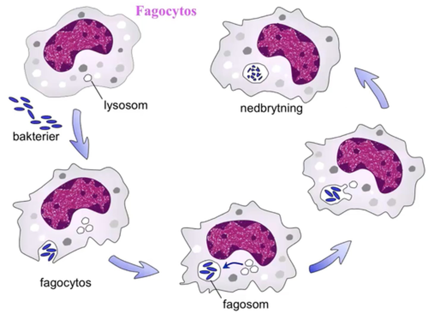 <p>1. Fagocyt binder till yttre struktur på bytet<br>2. Ytmembranet flyttas successivt runt bytet genom ayy binda till fler och fler ytstrukturer<br>3. När membranet omslutit bytet har det bildats en fagosom på insidan av fagocyten</p>