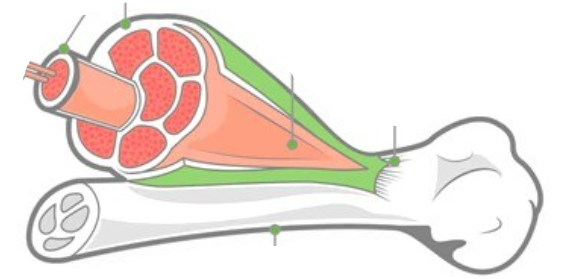 <ol><li><p>what is a tendon? (tendo) </p></li><li><p>what is fascia?</p></li></ol><p></p>