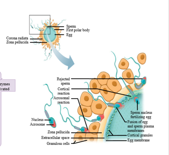 <p>1. Many sperm bind to receptors on the zona pellucida and undergo the acrosome reaction</p><p>2. Sperm move through zona pellucida</p><p>3. One sperm bind to egg plasma membrane</p><p>4. Three things occur</p><p>a. Egg releases contents of secretory vesivles into egg plasma membrane and zona pellucida. Enzymes enter zona pellucida and harden the zona to prevent polyspermy</p><p>b. Sperm is drawn into egg: egg completes 2nd meiotic division and zygote form</p><p>c. Egg enzymes activated when zona pellucida is breached. Zygote begins embryogenesis (zygote divides and forms embryo)</p>