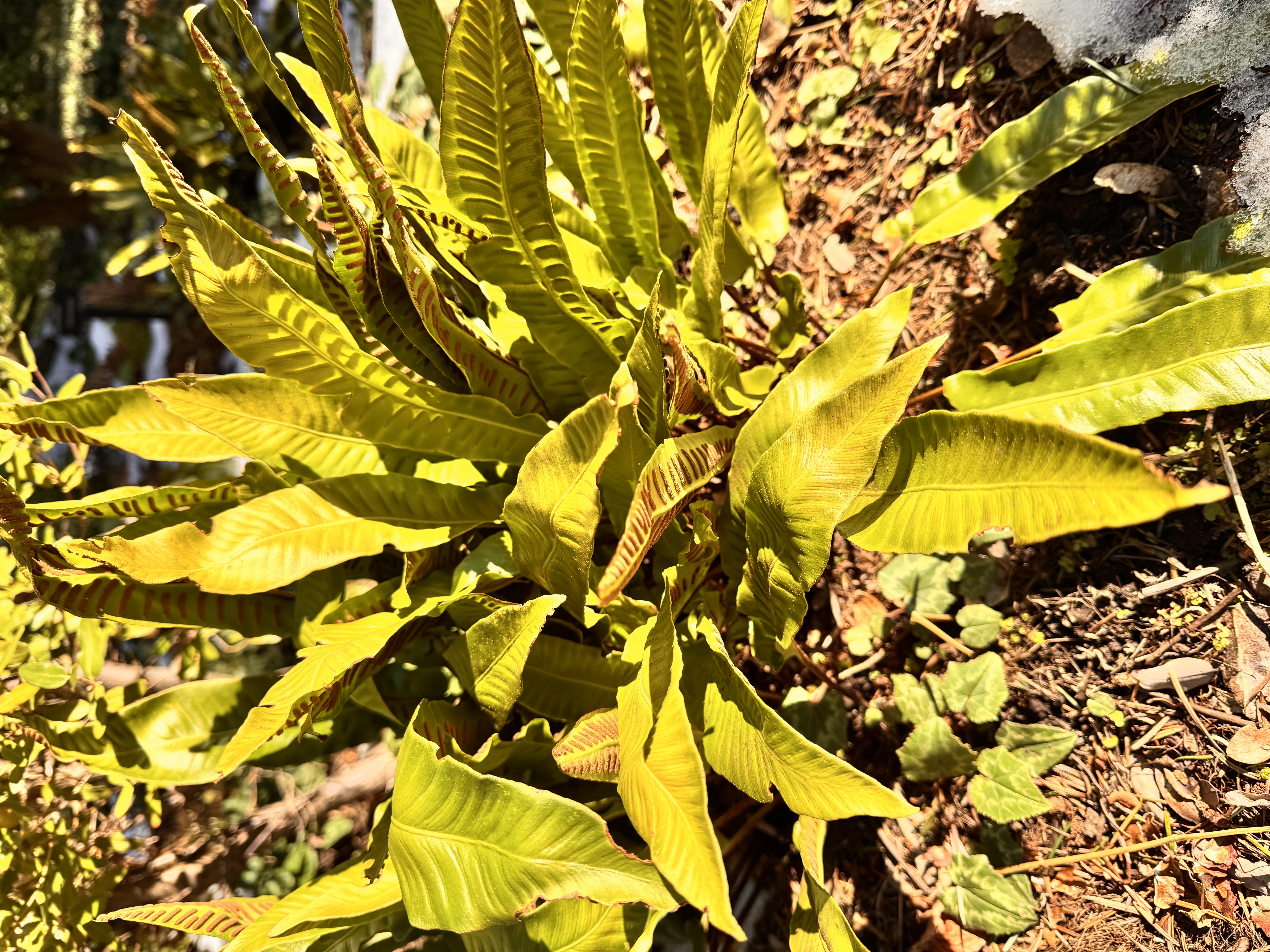 <p>“Hart’s tongue fern”</p>