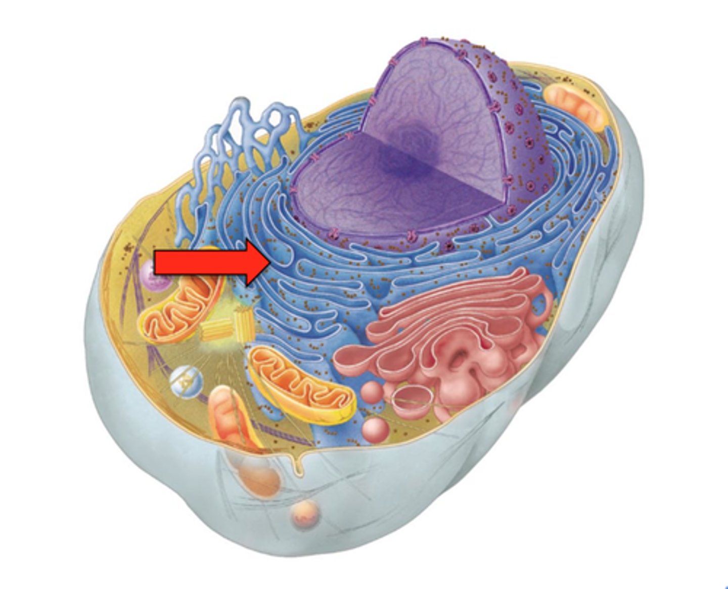 <p>An endomembrane system covered with ribosomes where many proteins for transport are assembled.</p>