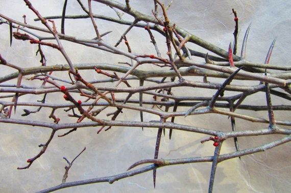 <p>Common name: Hawthorn</p><p></p><p>Genus: Crataegus</p><p></p><p>Species: spp.</p><p></p><p>Family: Rosaceae</p>