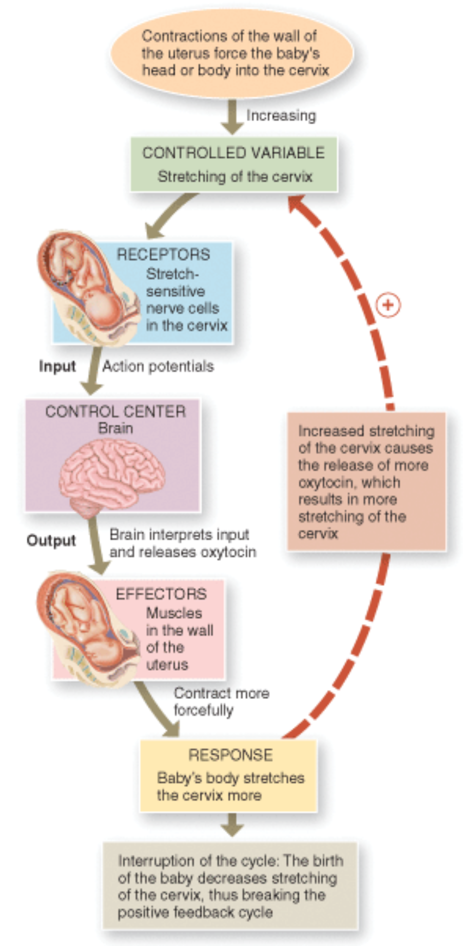 Referring to the flow chart, what directly causes the muscles of the uterus to contract
more forcefully?

\
a) cervical stretch
b) action potentials in cervical nerve cells
c) oxytocin from the brain
d) the baby’s body pushing on the cervix