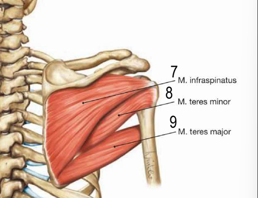 <p>ngjitja: skaji i brendshem ne fossa infraspinata ndersa skaji i jashtem ne tuberculum major humerii</p><p>inervimi: n.suprascapularis </p><p>veprimi:rotator i jashtem dhe adduktor</p>