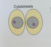 <p>cells completely split; division of the cytoplasm. ends up with two separate daughter cells</p>