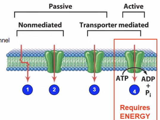 <p>Passive (1-3), Active (4)</p><ol><li><p>simple diffusion</p></li><li><p>diffusion through a channel</p></li><li><p>facilitated diffusion</p></li><li><p>active transport</p></li></ol><p></p>