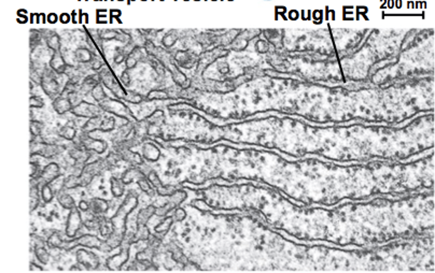 <p>- TEM reveals structural differences</p><p>- arrangement reflects functional specialization</p>