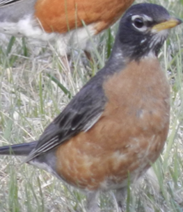<p>What Bird is this? (and gender)</p>