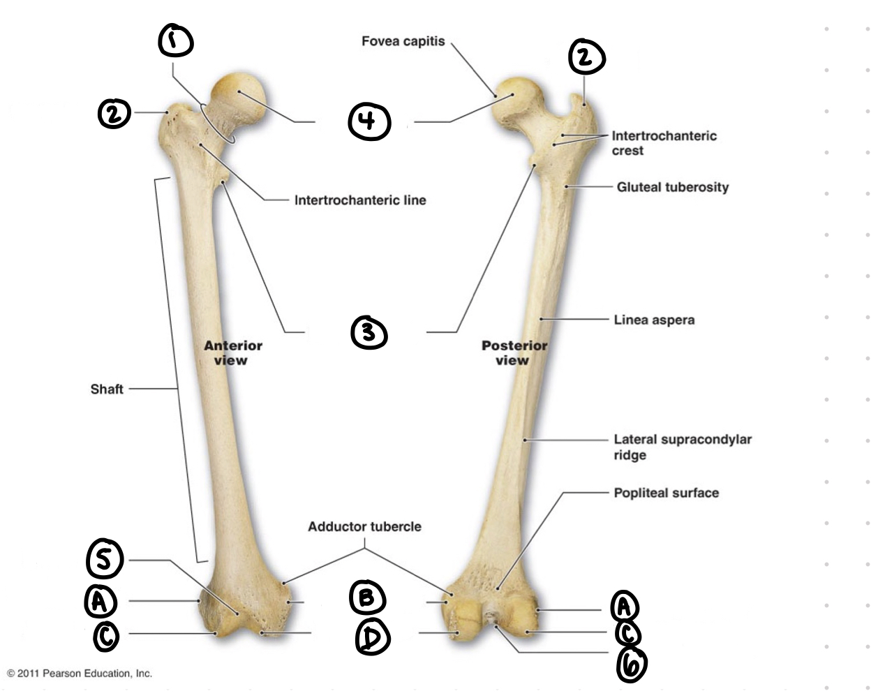 <p>femur - 1</p>
