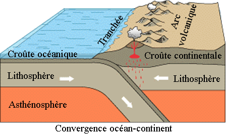 <ol><li><p>ocean plate subducts under land plate due to density</p></li><li><p>as the ocean plate subducts, it brings water with it</p></li><li><p>the subducting plate heats up as it moves closer to the center of the earth, resulting in the water evaporating from the plate (dehydrating the plate)</p></li><li><p>the evaporating water(steam) melts the plate above it</p></li><li><p>the magma ploom increases in volume, increasing pressure until it is released as a volcanic eruption</p></li></ol><p>Location: andes mountains</p>