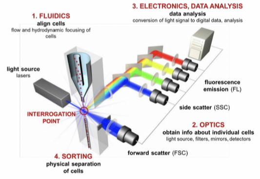 Flow cytometer