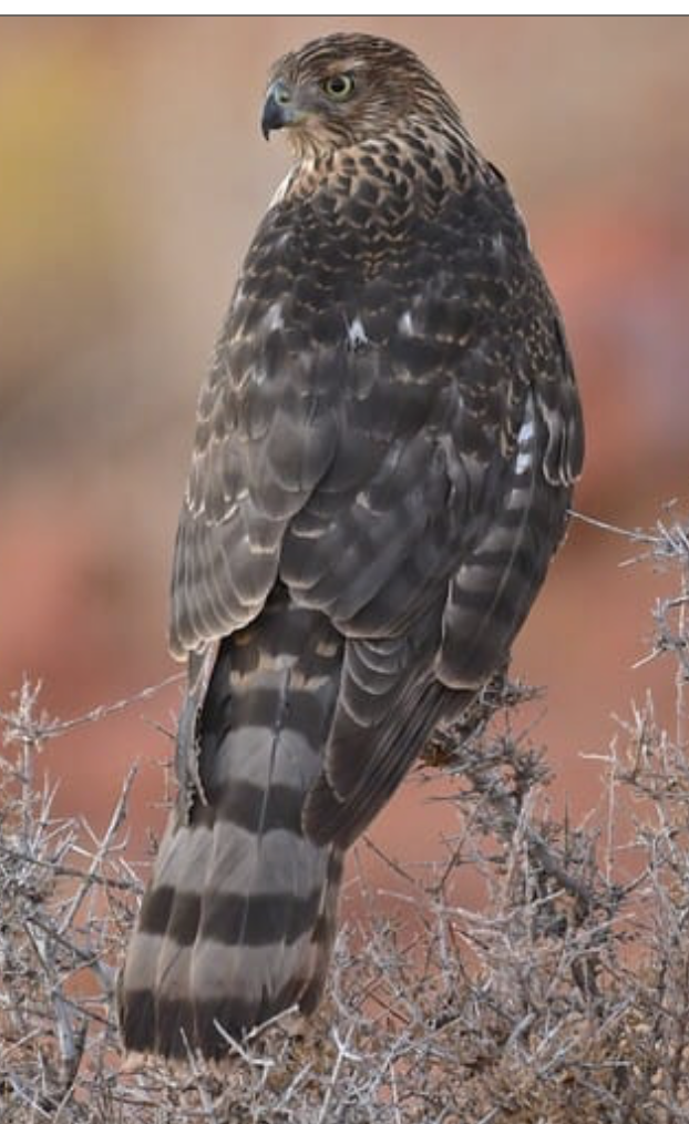 <p>Cooper’s Hawk</p><p>(gray upper parts, black cap, red eyes, brown and white belly, small dark hooked beak, horizontal stripped tail, yellow legs)&nbsp;</p><p>immature hawk has yellow eyes</p><p>still know its a cooper’s hawk because of stripped tail</p>