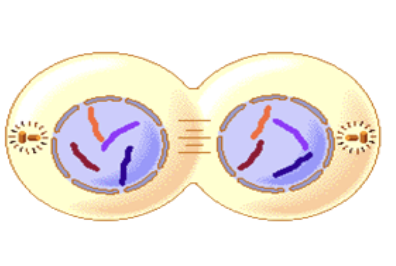 Which stage of Mitosis?