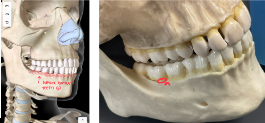 <p>This <strong>HOLDS THE TOOTH ROOT </strong></p>