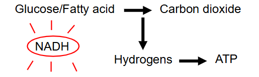 <p>MAJOR STORES:</p><p>- Carbohydrate</p><p>- Glycogen/Glucose in Animals</p><p>- Starch/Sucrose in Plants</p><p>- Fats (triglycerides)</p><p>- Alcohol (not!)</p><p>- hydrogens are stripped out of the fuels</p><p>- Multi-step process</p><p>- As H is removed, the fuels gradually broken down to CO2 (have oxidised the reduced bonds)</p><p></p><p>- remember that removal of H means oxidation</p>