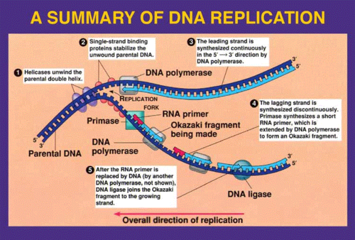 <p>On a strand 3&apos; to 5&apos;:</p><ol><li><p>RNA primer is laid down</p></li><li><p>leading strand of DNA is laid down to the replication fork From replication fork to origin (5&apos; to 3&apos;)</p></li><li><p>RNA primer laid in front of origin of replication</p></li><li><p>Okazaki fragment is laid down from end to origin</p></li><li><p>process repeats to create the lagging strand</p></li></ol>