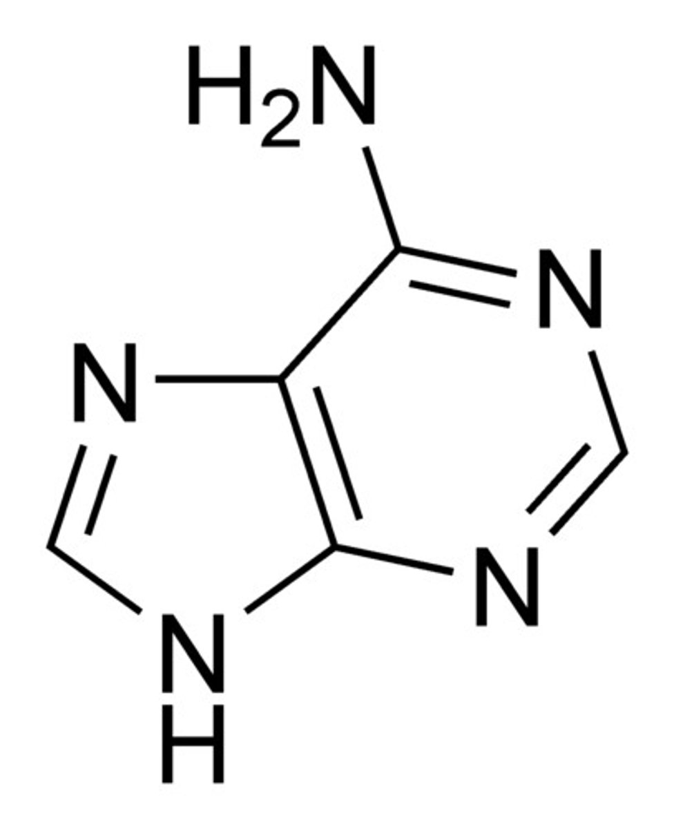 <p>The base that pairs with Thymine in DNA, purine structure</p>