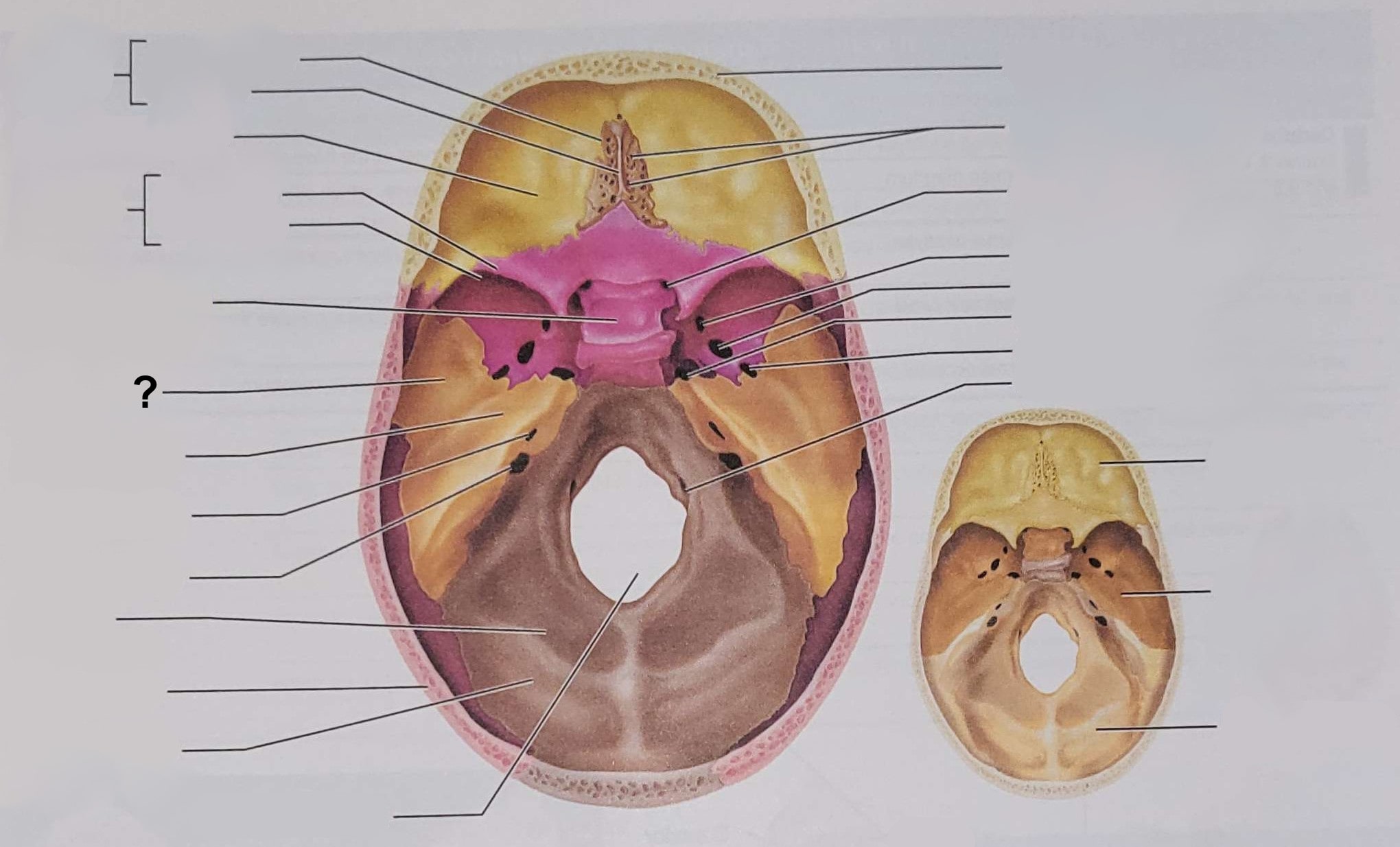 <p>Name the indicated structure</p>