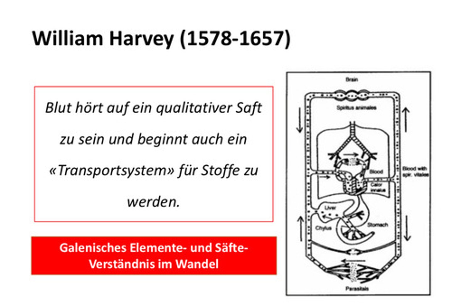 <p>William Harvey beschreibt den Blutkreislauf.</p><p>Harveys Werk De motu cordis erscheint.</p><p>- Blutkreislauf</p><p>- Herz als Pumpe , muskulöses Hohlorgan (Venenklappen)</p><p>- Luft gelangt nicht ins Herz</p>