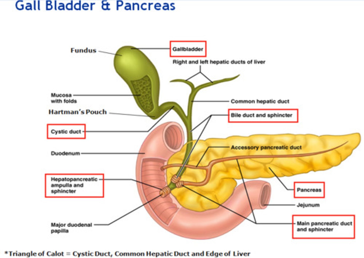 <p>A muscular sac attached to the liver that secretes bile and stores it until needed for digestion</p>