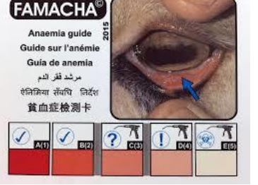 * used to test if sheeps/goats need to be treated for internal parasites by looking at color of eyelid
* dark red=good
* light red or pale pink = parasites
* only ones w parasites are treated instead of all since parasites can build up a resistance