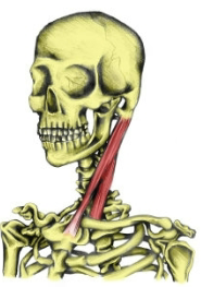 <p>What muscle is this?</p>