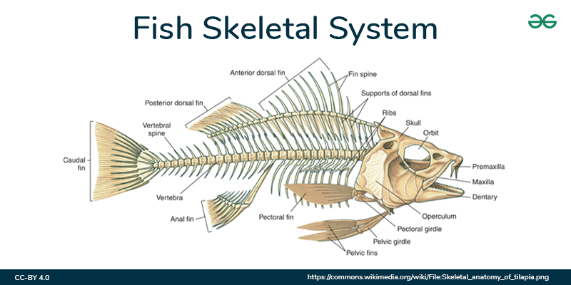 <p>claspers: modifications to the pterygiophores of the pelvic fins in males, used in mating in sharks</p><p>pelvic girdle moved forward to reside with the pectoral girdle in teleosts</p>
