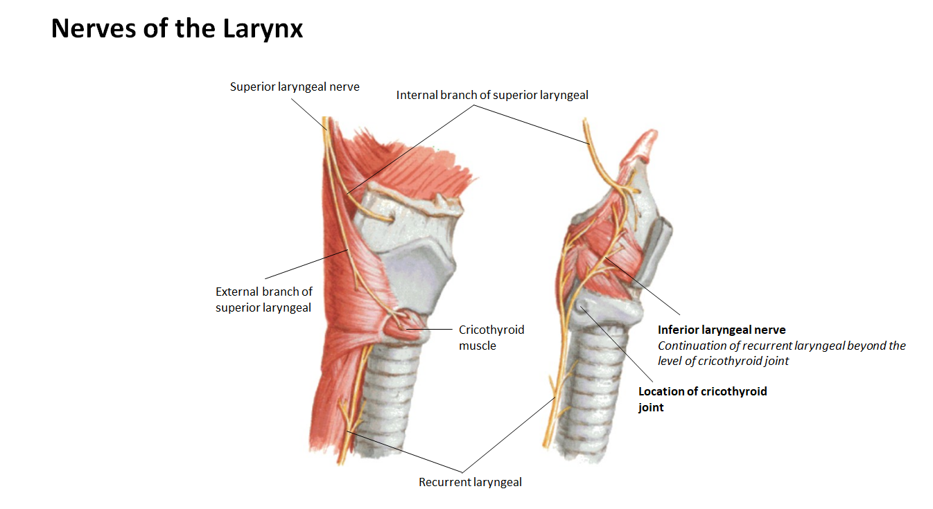 <p><strong>Superior laryngeal artery</strong></p><p></p><p><em>The arrow points to the </em><strong><em>thyrohyoid membrane</em></strong><em>. The </em><strong><em>superior laryngeal artery</em></strong><em>, along with the </em><strong><em>internal branch of the superior laryngeal nerve</em></strong><em>, pierces this membrane to enter the larynx.</em></p>
