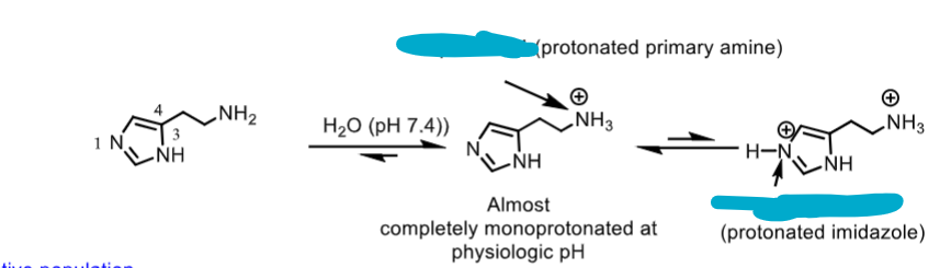 <p>which structures are active? </p><p>which is the most membrane permeable?</p><p>which are the pH’s of each? </p><p></p><p>rank from least to most prevelant in physiological pH of 7.4</p>