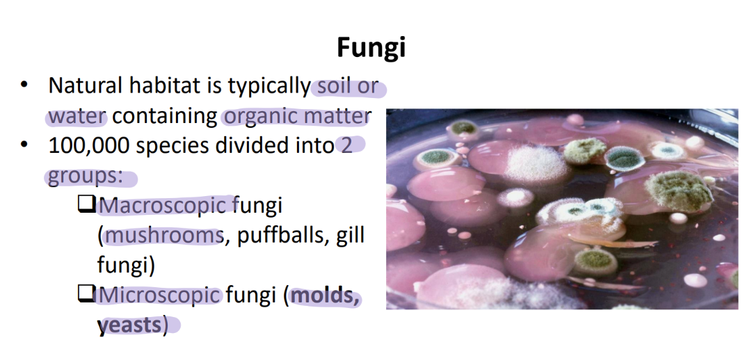 <p>found in soil or water w/ ORGANIC MATTER </p><p>(gotta eat somehow) </p>