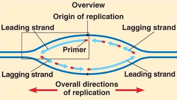 <p>synthesized by DNA polymerase, moves continuesly toward replication fork</p>