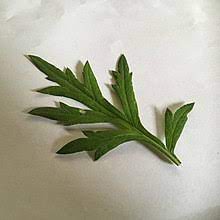 <p>Artemisia vulgaris</p>