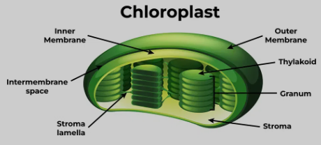 <p>Chloroplast</p>