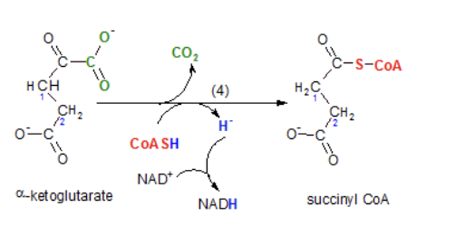 <p>a-ketoglutarate becomes succinyl CoA</p><p>Decarboxylation releases a second carbon dioxide. This reactant is also oxidized again and NADH is produced. Coenzyme A is attached to the substrate.</p><p>8 Net NADH</p>
