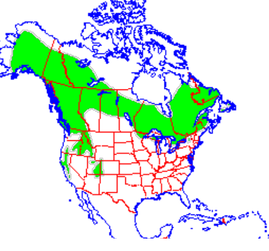 <p>Which species fits the following habitat and management concerns?</p><p><br>Habitat: Conifer forests, structurally complex habitats; higher elevations (than fisher)</p><p>Management issues: Important furbearer; will nest in houses, may compete for small game in dense populations</p>