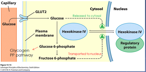 High [glucose] causes cytosolic localization of hexokinase IV, because it weakens the enzyme-regulator interaction.