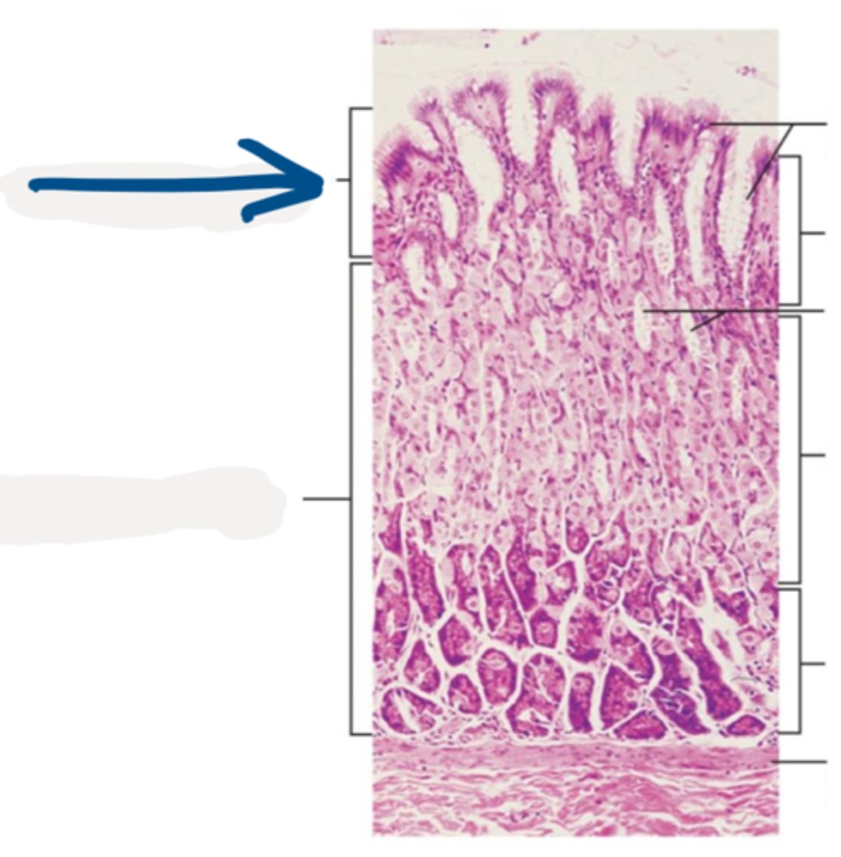 <p>form depressions in the stomach</p>