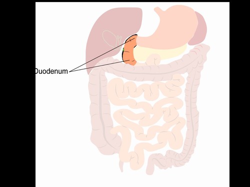 Is the shortest part of the small intestine where most chemical digestion takes place