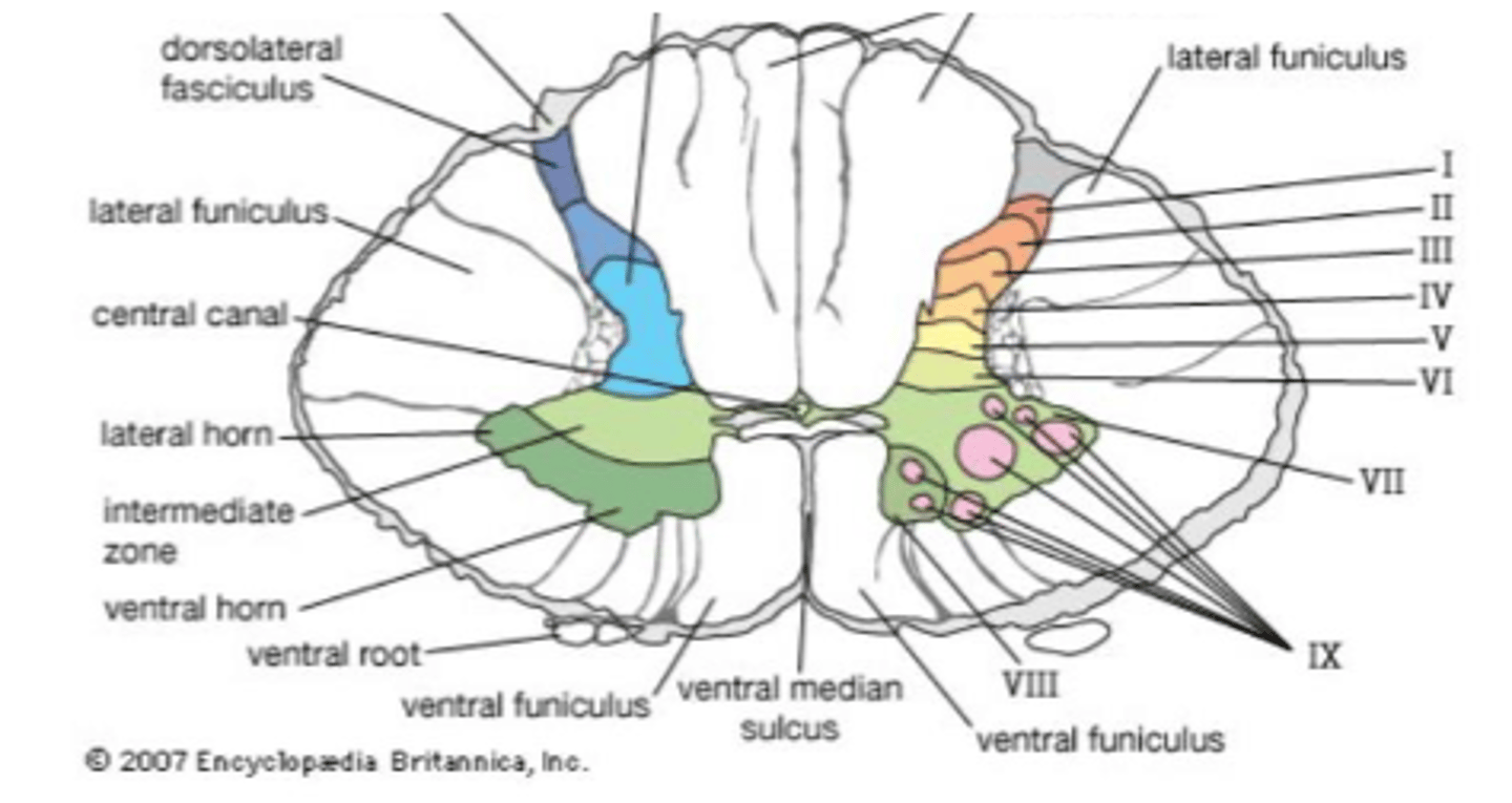 <p>- Consciousness, attention, and arousal</p><p>- Sleep-wake cycle</p>